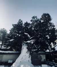 奔赴鄭州，只為一場「嵩山」之約