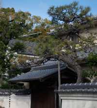 走進大鳥大社｜邂逅日本堺市的古韻風華