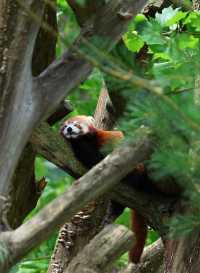 荷蘭蒂爾堡貝克塞·貝爾亨野生園｜動物王國的奇妙之旅