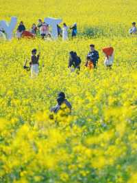 ————深圳市光明歡樂田園的油菜花海之美