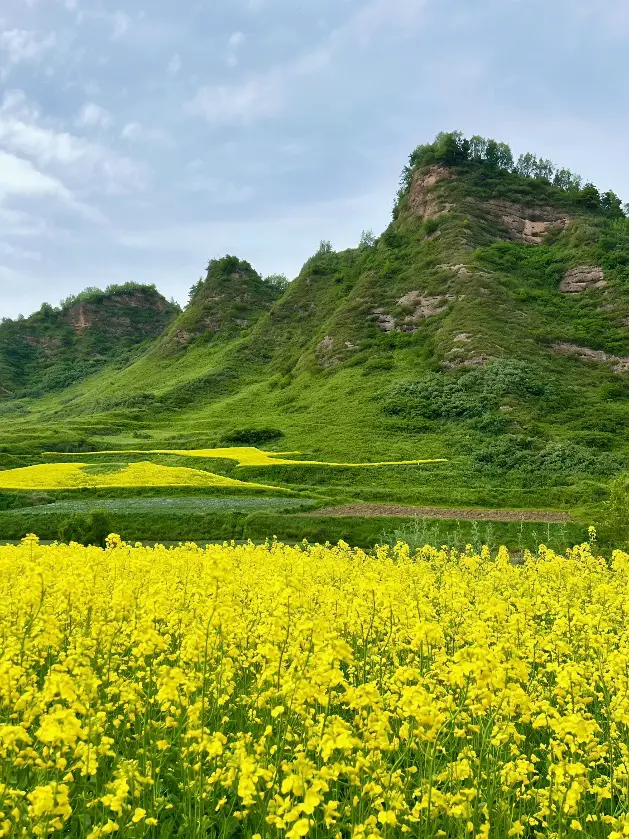 Luoping Rapeseed Flower Fields | A Spring Fairy Tale in a Golden Sea🫧