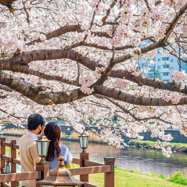 🌸首爾&釜山必去！七大絕美賞櫻拍照聖地