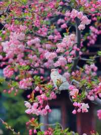 蘇州8座小眾園林的春和景明附賞花遊路線