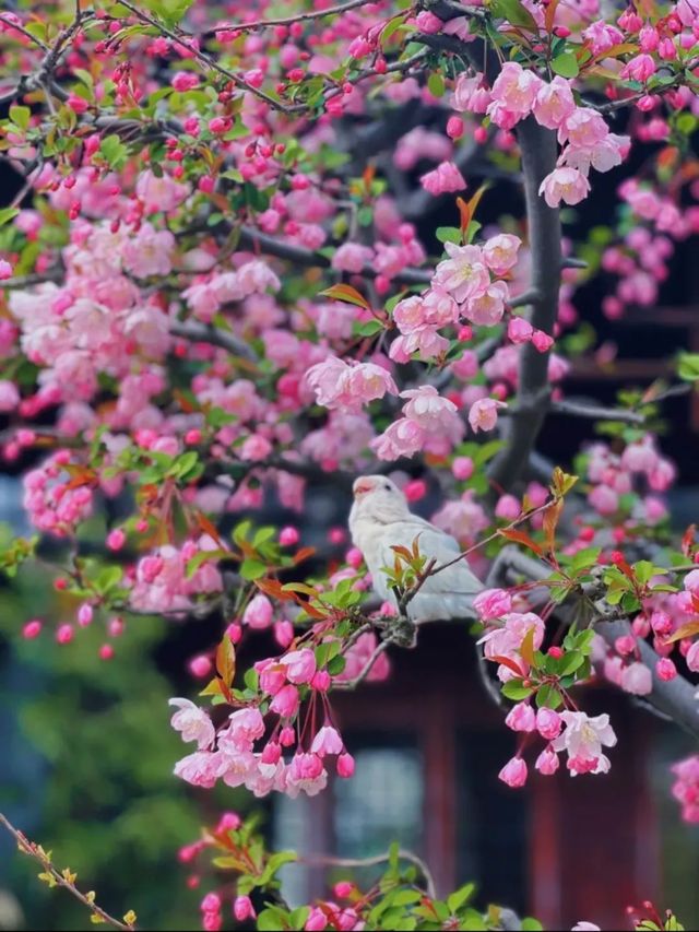 蘇州8座小眾園林的春和景明附賞花遊路線