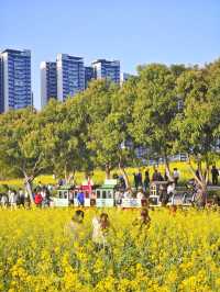 解鎖深圳春日！光明欢乐田園油菜花暢玩秘籍