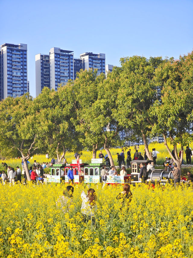 解鎖深圳春日！光明欢乐田園油菜花暢玩秘籍