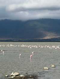 Lemala Ngorongoro Camp坦桑尼亞帳篷酒店