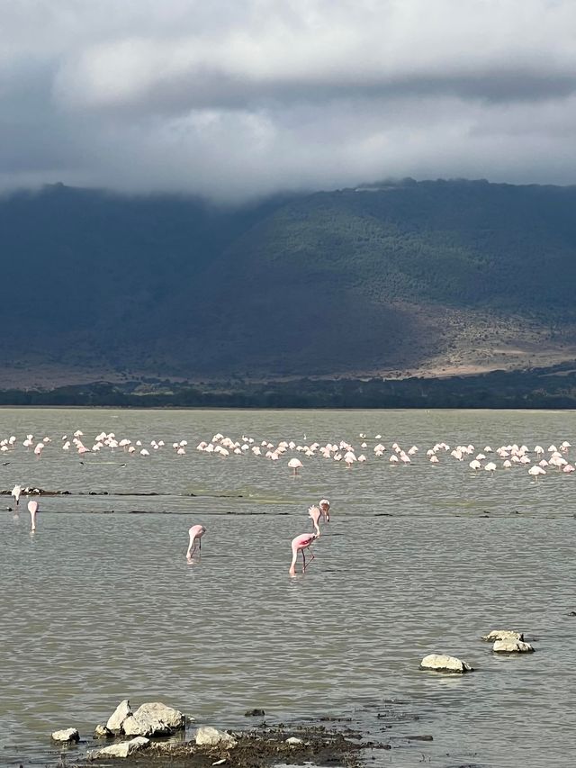 Lemala Ngorongoro Camp坦桑尼亞帳篷酒店