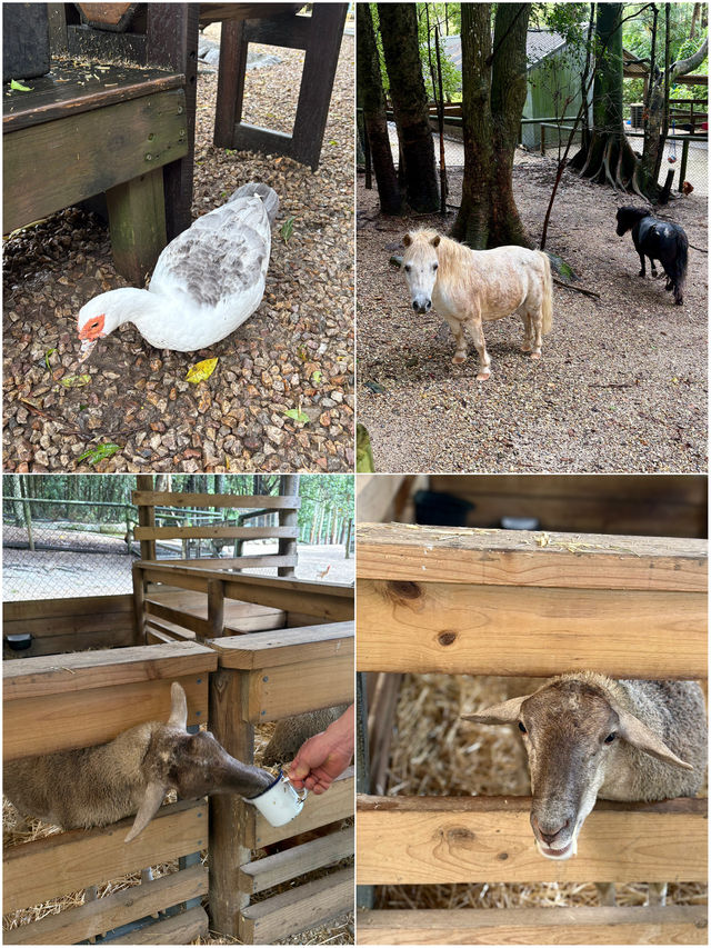 在黃金海岸水果園咬下整個南半球的甜蜜