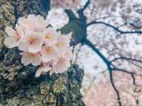 粉色風暴來襲：2025華盛頓賞櫻攻略
