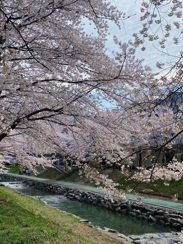  🌸 這裡的櫻花，你還滿意嗎？