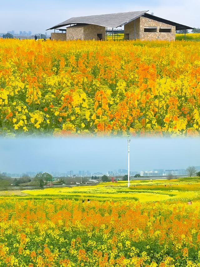 成都贏麻了！想賞油菜花？去這5個地方就夠了！