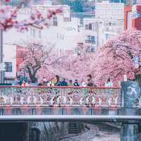 🌸熱海早櫻，春日夢幻出逃地🌸