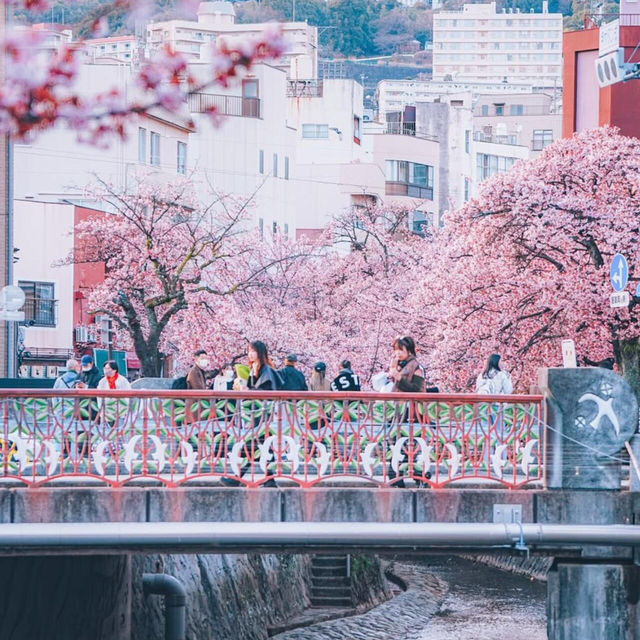 🌸熱海早櫻，春日夢幻出逃地🌸