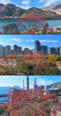 花是一座城，城是一朵花，全國唯一以花命名的城市！