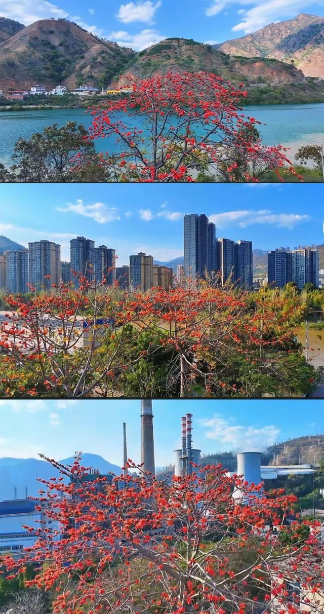 花是一座城，城是一朵花，全國唯一以花命名的城市！