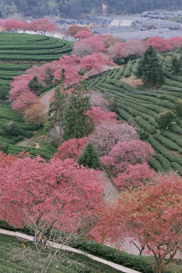 春日賞花｜藏在福建的「阿里山」是賞櫻勝地