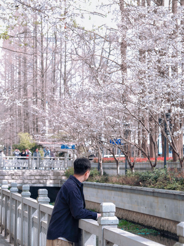 比起雞鳴寺，我更愛南京這條樸素小眾櫻花路