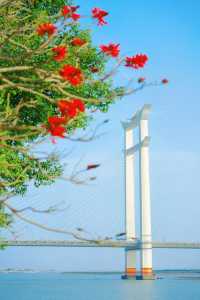 收吓泉州嘅「小紅花」——【刺桐花】