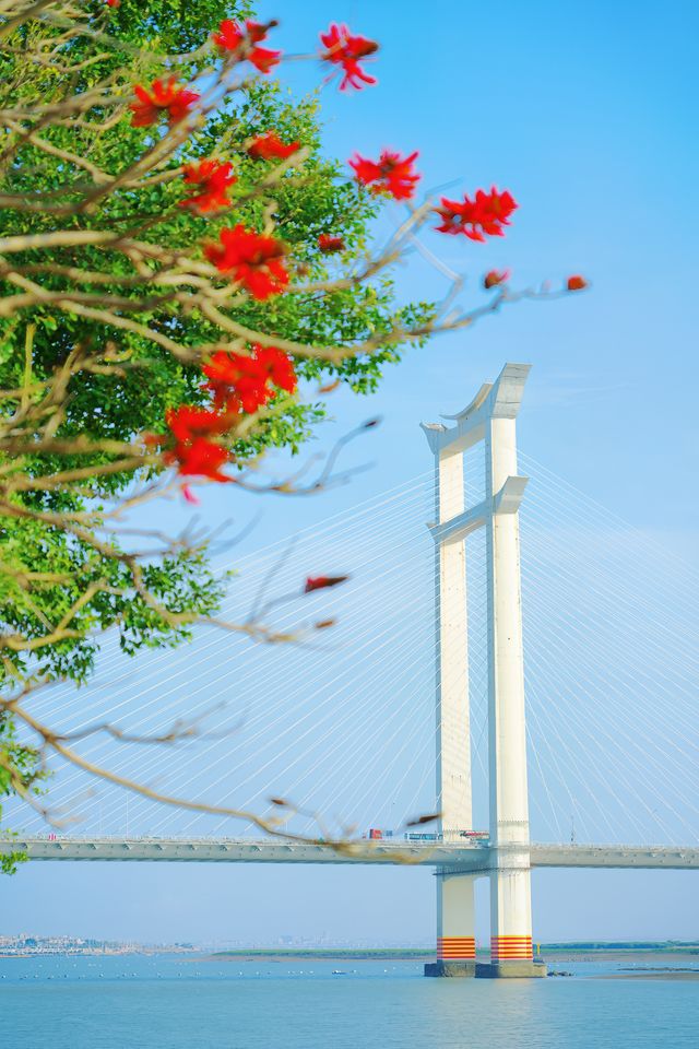 收吓泉州嘅「小紅花」——【刺桐花】