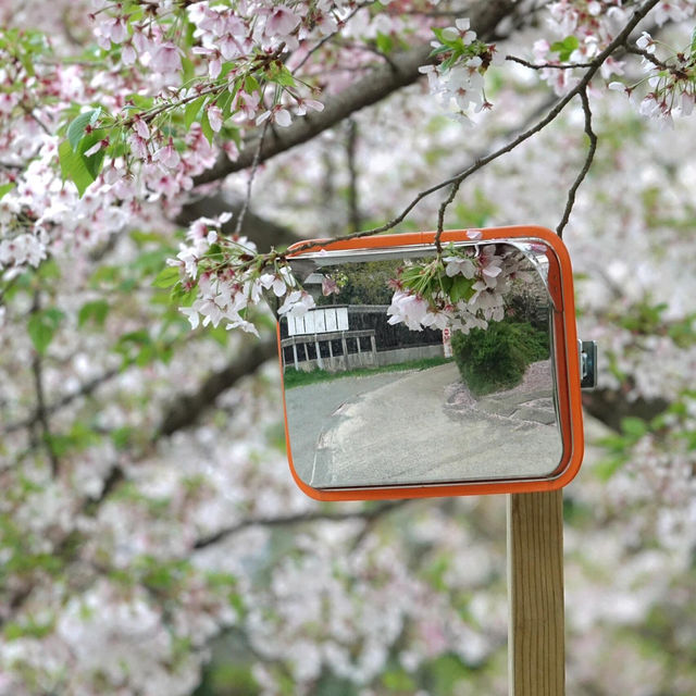 福岡限定 | 邂逅西公園的浪漫櫻花雨🌸