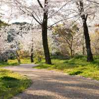 🌸被問爆的賞櫻聖地 | 萬博紀念公園