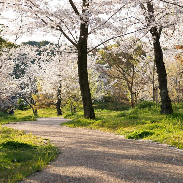 🌸被問爆的賞櫻聖地 | 萬博紀念公園