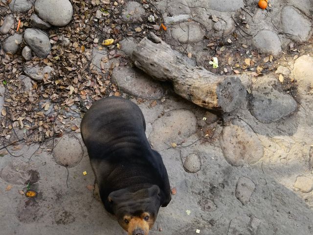 上海動物園，春遊好去處