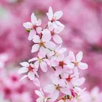 武漢｜誰能想到我竟在商場賞櫻🌸
