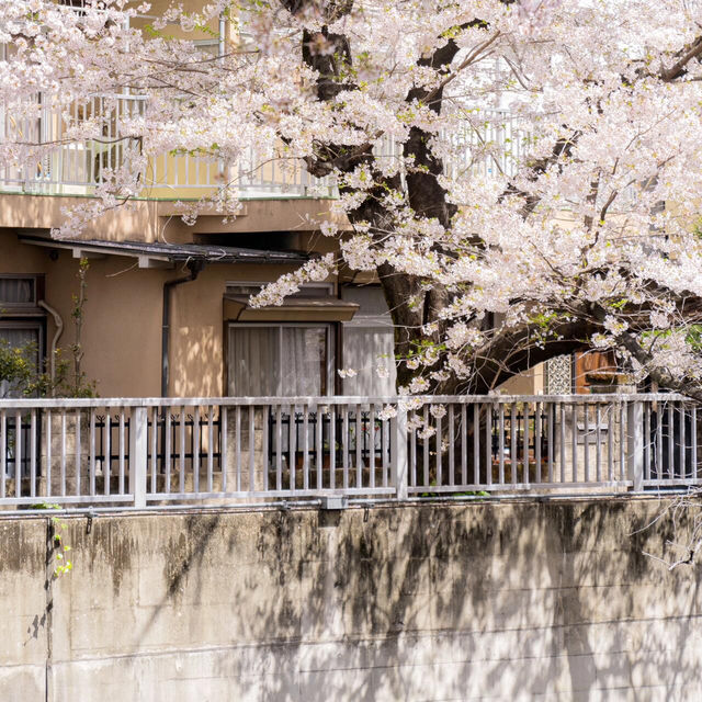 🌸面影橋～江戶川橋：神田川的櫻花秘境