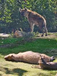 萊比錫動物園通關記！超大園區的瘋狂動物追蹤