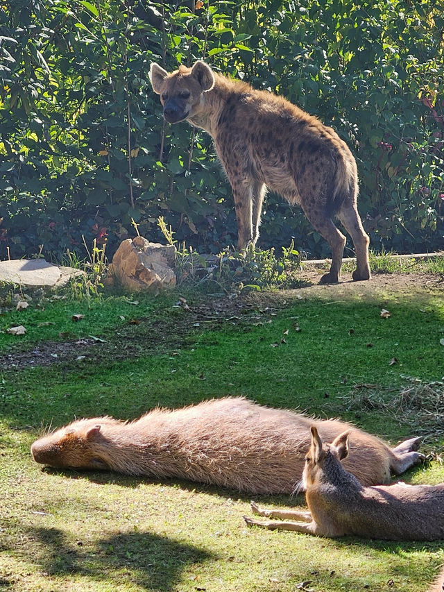 萊比錫動物園通關記！超大園區的瘋狂動物追蹤