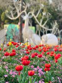 在上海的公園裡遇見了鬱金香花海，彷彿置身荷蘭