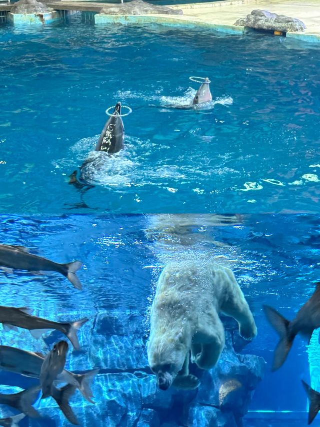 杭州都有海洋動物世界