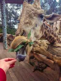 雲南野生動物園，萌趣大冒險