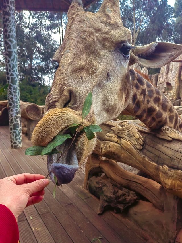 雲南野生動物園，萌趣大冒險