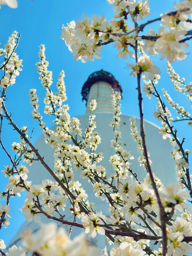 人生建議：春天一定要來一趟北海公園