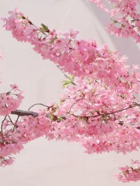 避開人潮！武漢這裡的早櫻美爆了請收藏