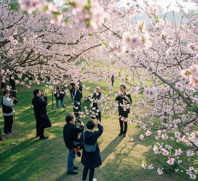 西湖賞花