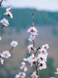 春日限定 | ‌ ‌‌‌南崖清水岩賞桃花遊玩攻略