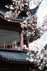 99%寧波人不知道中山公園這個窗景太好拍了