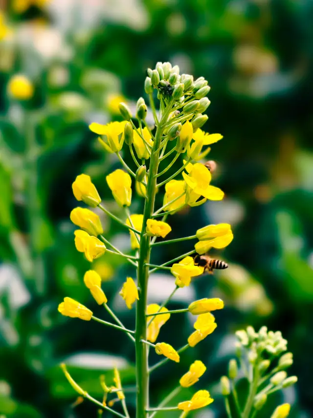羅平で菜の花を楽しむ、雲南ならではの春の絶景