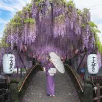 日本7天6晚！包場式賞櫻，真不用去京都硬擠