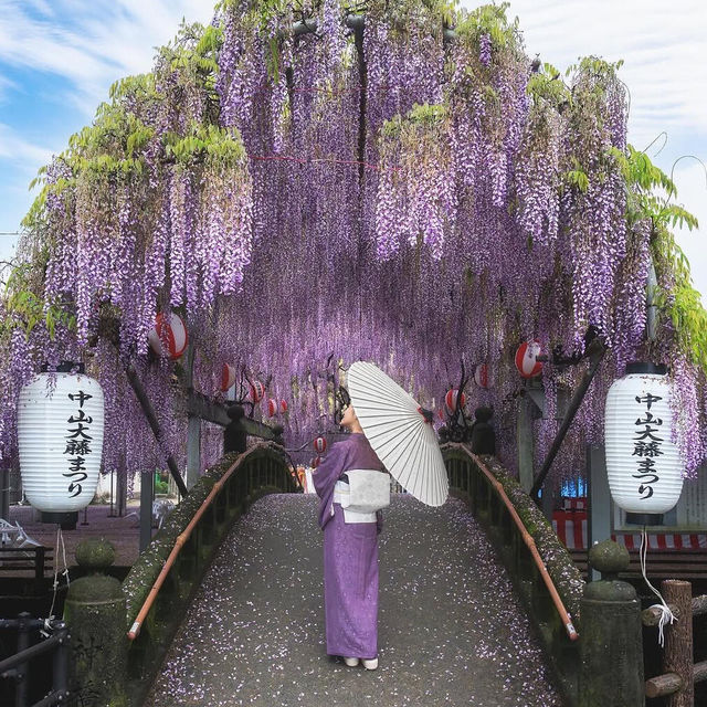 日本7天6晚！包場式賞櫻，真不用去京都硬擠