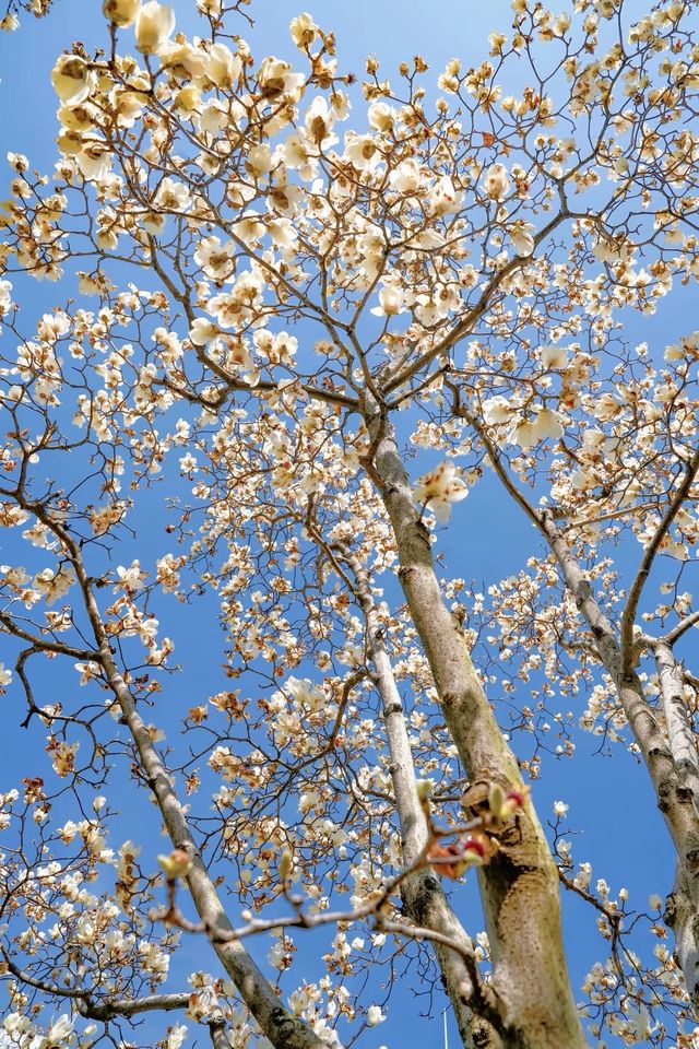 3.19上海的白玉蘭實在是太美了🌸