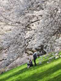 Complete Guide to Cherry Blossom Viewing in Kansai, Japan 🌸