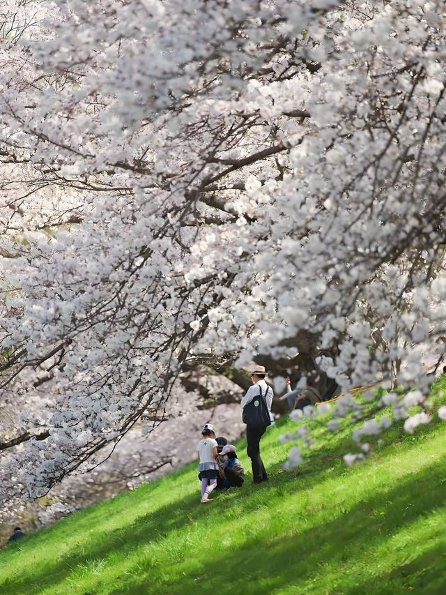 Complete Guide to Cherry Blossom Viewing in Kansai, Japan 🌸