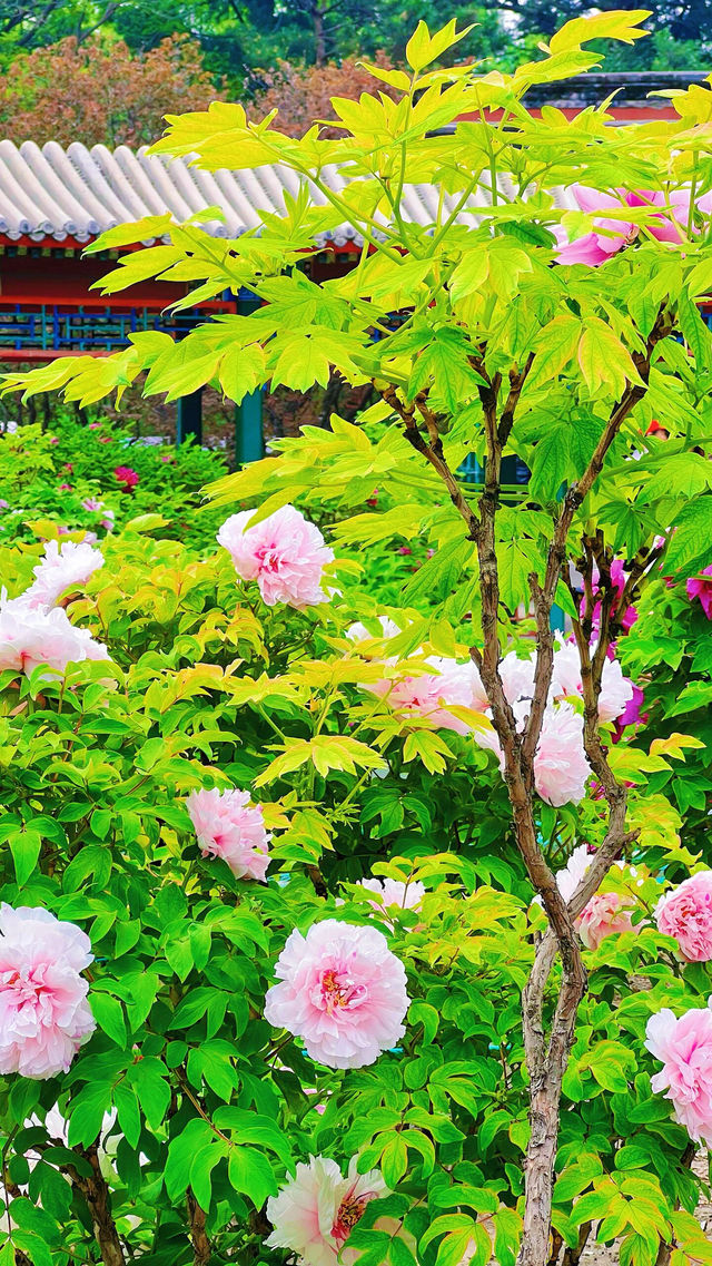 北京賞花全攻略…花王盛宴直接美到心坎了