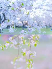 【青森】春日賞櫻～