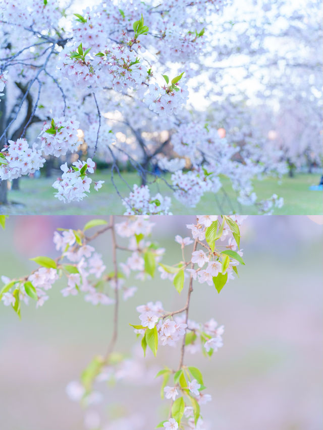【青森】春日賞櫻～